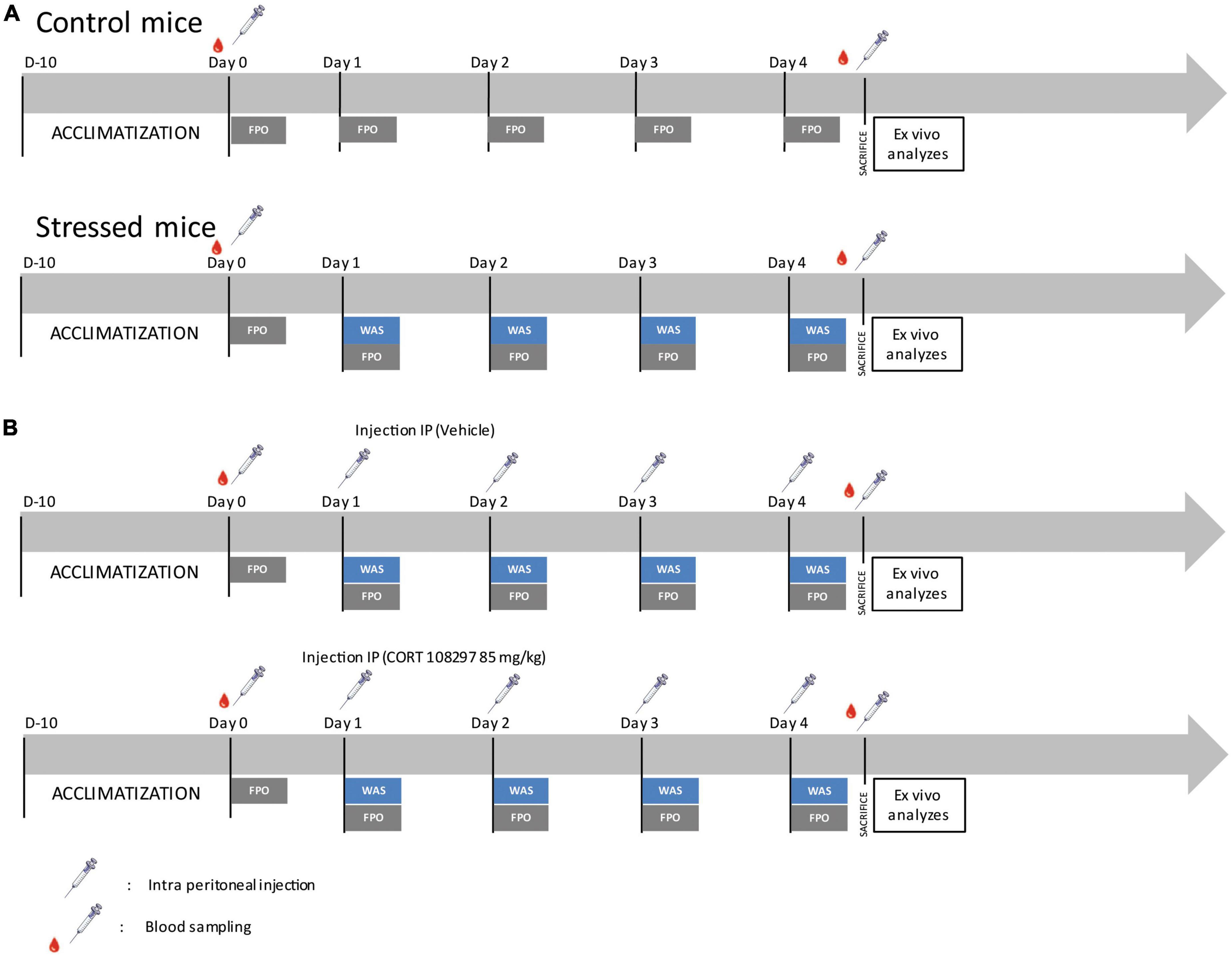 Psychological stress induces an increase in cholinergic enteric neuromuscular pathways mediated by glucocorticoid receptors